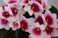 Киянам покажуть 300 різновидів фіалок