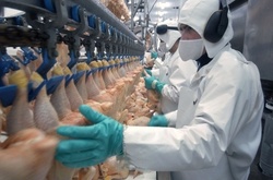 «Наша ряба» є дочірнім підприємством Миронівського хлібопродукту