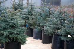 Скільки українцям коштуватиме новорічна ялинка?