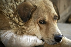 В Одесі створили «швидку» для безпритульних тварин
