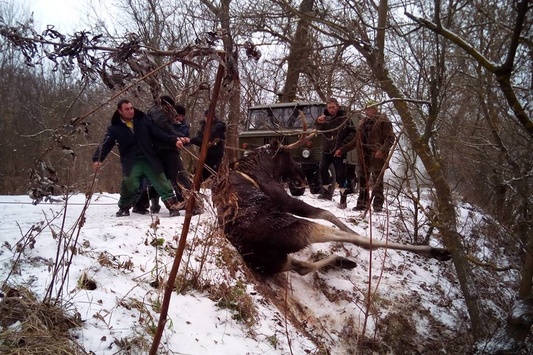 Рятувальники на Харківщині витягли лося з крижаної пастки