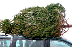 Вже завтра у Києві можна буде купити справжню ялинку