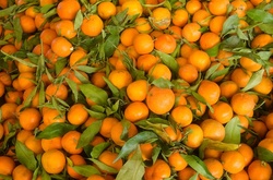 В Одесу завезли заражені цитрусові