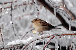 Завтра в Україні вдарять морози до -15