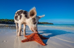 Счастливая жизнь веселых хрюшек на Багамах в фотографиях