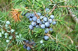 У окупованому Криму масово знищують червонокнижні ялівці