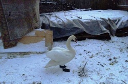 На Житомирщині врятували лебедів, які примерзли до криги на річці