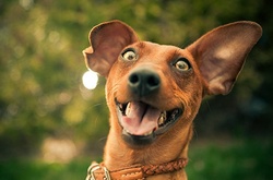 Как лают собаки в разных странах мира 