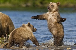 Пушистые и забавные: фотограф-анималист показал невероятное обаяние медведей 