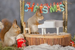 В предвкушении волшебства: рождественские белки на снимках Гирта Веггена