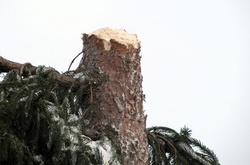 У Києві молодики спиляли ялинки на території лікарні