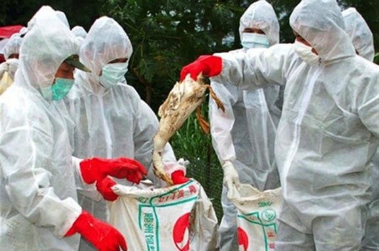 У Південній Кореї, щоб подолати грип, знищили 26 млн птахів