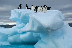 25 занимательных фактов об Антарктике - самом «зимнем» континенте нашей планеты