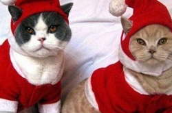 Як захистити ялинку від домашнього улюбленця. Жартівливі поради