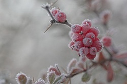 На початку січня морози вдарять до 14 градусів &ndash; Укргідрометцентр