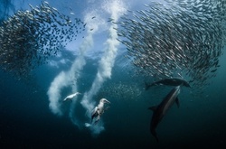 Опубликованы работы победителей фотоконкурса National Geographic Nature Photographer of the Year 2016 