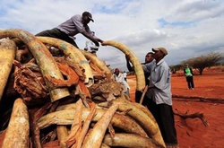 Китай хоче заборонити торгівлю слоновою кісткою