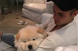 Джастин Бибер избавился от своей собаки