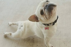 20 животных, которые занимаются йогой лучше вас