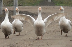 В Україні зафіксували спалахи пташиного грипу