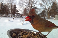 Как, подкармливая птиц, можно делать отличные фотографии