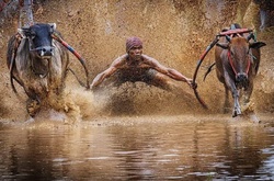 National Geographic Nature Photographer of the Year Contest: 10 потрясающих фотографий дикой природы