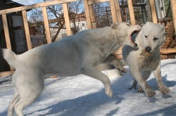 В Київській області собаки на смерть загризли учасника АТО 