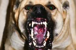 На Київщині учасника АТО на очах у доньки загризли собаки