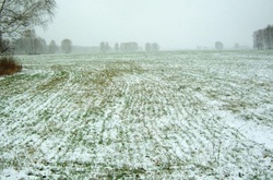 На українців чекає гарний врожай завдяки нинішнім снігопадам – агрометеоролог