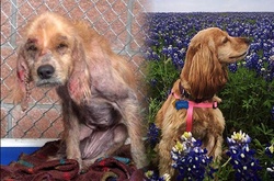 До и после: душераздирающие примеры перевоплощения собак, которые обрели любящих хозяев