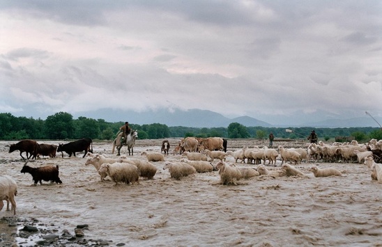 Як виглядає складне та суворе життя грузинських гірських пастухів. Фотогалерея