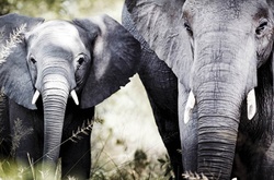 Невероятная природа Африки в объективе немецкого фотографа 