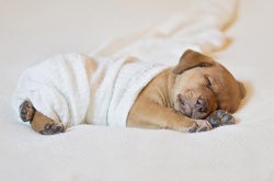 Фотосессия новорожденного щенка, которая расплавит ваш мимиметр