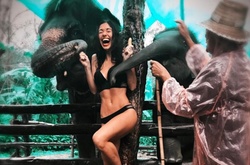 На известную певицу напал слон