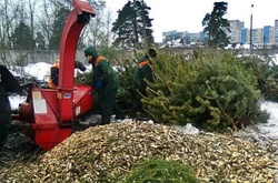 У Києві почали працювати пункти з утилізації ялинок (АДРЕСИ)
