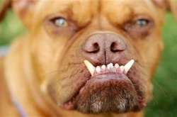 У Києві собака покусав школярку