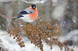 У п'ятницю буде морозно, але без опадів