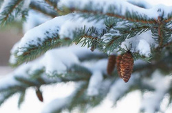 Сніжна морозна зима