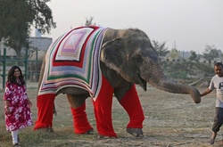 Тепло людских сердец: волонтёры вяжут огромные свитера, чтобы согреть слонов в непогоду 