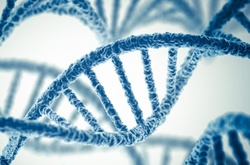 Генетики доказали, что умные люди обречены на вымирание