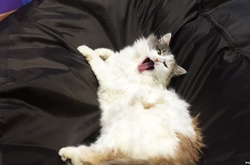 У анексованому Криму відкрили перше кафе з котами