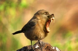 17 странных и удивительных гибридов животных, созданных человеческим воображением