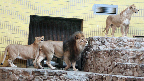 Подарунок для левів випробували на собі співробітники столичного зоопарку