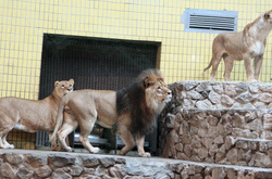 Подарунок для левів випробували на собі співробітники столичного зоопарку