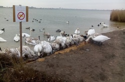 В окуповaному Криму почaли мaсово гинути лебеді