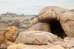 Без слез не взглянешь: фотографии животных в неволе, которые навевают грусть 