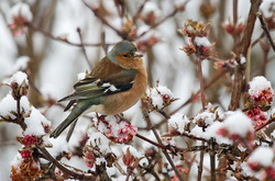 У п’ятницю морози ослабнуть та випаде сніг