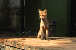 Поліцейські на Львівщині застрелили лисицю, яка кидалася на людей