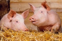 У Кривому Розі заборонили продаж свинини