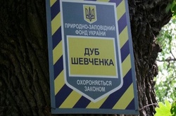 Киян просять захистити 400-річний дуб Шевченка